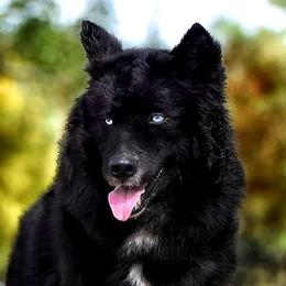 Eko - Siberian Husky
