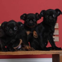 Brussels Griffon Puppies from Willow & Sage Brussel Griffons