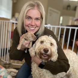 Australian Labradoodles from Foothills Labradoodles