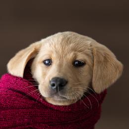 Ravioli - Labrador Retriever puppy in Compton, Illinois from Kickass Labradors