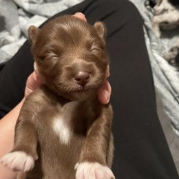 Pomsky Puppies from Michelle's Pomskies