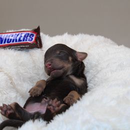 Snickers - Phantom male Poodle puppy in Mount Sterling, Kentucky from Curly Country Poodles