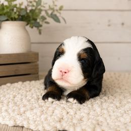 Cameo - Tri-color female Bernedoodle puppy in Atwood, Oklahoma from Luxe Doodle Haven