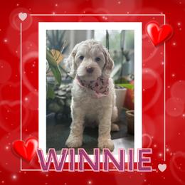Winnie - Cream female Australian Labradoodle puppy in Citrus Heights, California from Elite Blend Labradoodles