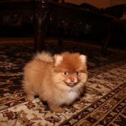 Teddy - Chocolate sable male Pomeranian puppy in Corpus Christi, Texas from Crown Rose Pomeranians