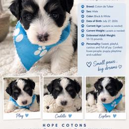 Confetti - Tri-color male Coton de Tulear puppy in Freeport, Texas from H❤️PE COTONS