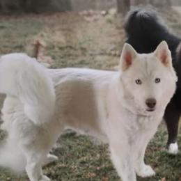 Siberian Huskies from Twisted Gemstone Exotics