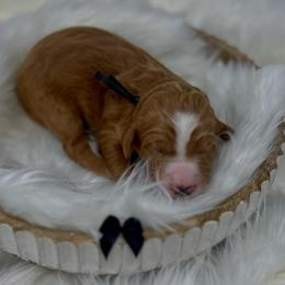 Black Male - Apricot male Goldendoodle puppy in Great Falls, Montana from Montana Goldendoodles
