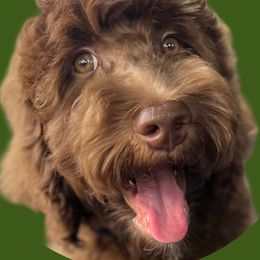 Nutella - Goldendoodle