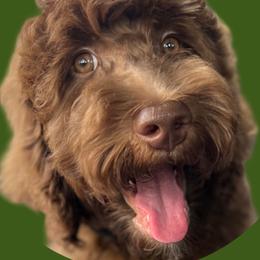 Nutella - Goldendoodle
