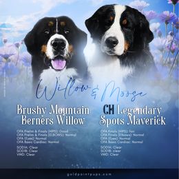 Bernese Mountain Dog puppies from Gold Point Pups