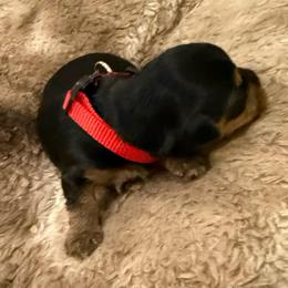 Red - Black and tan male Yorkshire Terrier puppy in North Las Vegas, Nevada from KD's Yorkshire Terriers