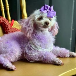 Cookie - Poodle
