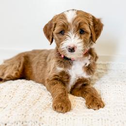 Goldendoodle Puppies from KZ Doodles