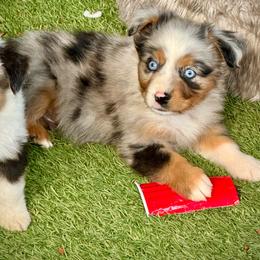 Candy Merle male 2 - Blue merle male Miniature Australian Shepherd puppy in Lemon Cove, California from Magic Ranch Mini Aussies