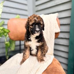 Hot Pocket - Sable male Bernedoodle puppy in Buda, Illinois from Hamilton Farm Doodles