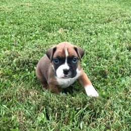 Boxer Puppies from Cross Creek Boxers