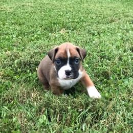 Boxer Puppies from Cross Creek Boxers