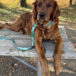 Maxine - Golden Retriever