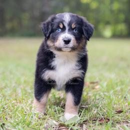 Henley - Black tri-color male Australian Shepherd puppy in Lacombe, Louisiana from Indigo River Aussies