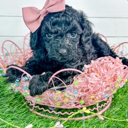 Opal - Black female Poodle puppy in from Pink Poodles and Doodles