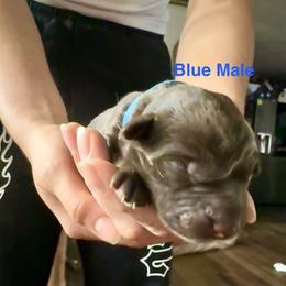 Blue (collar color) Chocolate male - Chocolate male Labrador Retriever puppy in Moore, Oklahoma from Okiehuntinboyz Labrador Retrievers