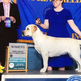 Labrador Retrievers from Salty Dog Retrievers