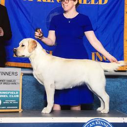 Labrador Retrievers from Salty Dog Retrievers
