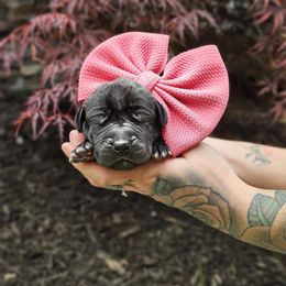Pink collar - Black female Great Dane puppy in Warren, Ohio from Loyal-Loves Great Danes