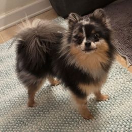 Gemma - Pomeranian