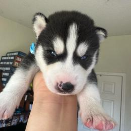 Boy 1 - Black and white male Siberian Husky puppy in Bakersfield, California from Lotus Husky Pack