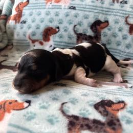 Sweetpea - Piebald female Dachshund puppy in Jacksonville, North Carolina from Lizzie’s Doxies