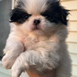 Madison - Black tan and white female Japanese Chin puppy in San Diego, California from Itty Bittys