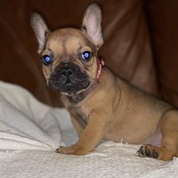 Boy 2 - Fawn and white French Bulldog puppy in Greensboro, North Carolina from Ideal Frenchies LLC