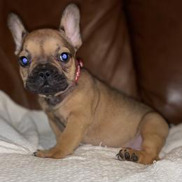 Boy 2 - Fawn and white French Bulldog puppy in Greensboro, North Carolina from Ideal Frenchies LLC