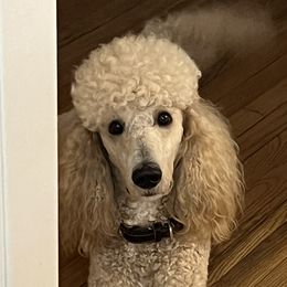 Houston  - Poodle