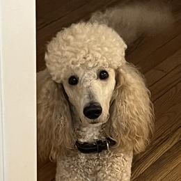 Houston  - Poodle
