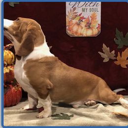 Jack Jack - Basset Hound