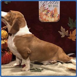 Jack Jack - Basset Hound