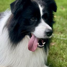 Boomer - Border Collie