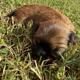 Butterfinger - Brindle male Shorkie puppy in Escondido, California from Yorkies of Escondido