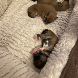 Shiba Inu Puppies from Puppydom Kennels & Training