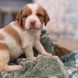 Pecan - Orange and white female Brittany puppy in Alma, Georgia from Edenbright Brittanys