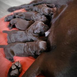 German Shorthaired Pointer Puppies from Aisling