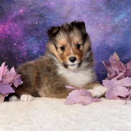Cinderella - Sable and white female Shetland Sheepdog puppy in Elk, Washington from Asgard Shetland Sheepdogs
