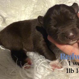 Redwood - Red and white male Siberian Husky puppy in Florence, Kentucky from Moonlight Howl Huskies