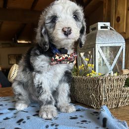 Cockapoo, Sheepadoodle, and Whoodle Puppies from Saddle Mountain Doodles