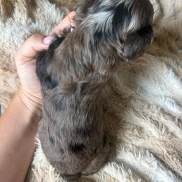Harlem - Merle male Cockapoo puppy in 77304, Texas from Little Valley Puppies