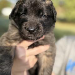 Boy 2 (Bronx) - Reddish brown male Leonberger puppy in Manchester, Tennessee from Bois D’Arc Leonbergers