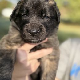 Boy 2 (Bronx) - Reddish brown male Leonberger puppy in Manchester, Tennessee from Bois D’Arc Leonbergers